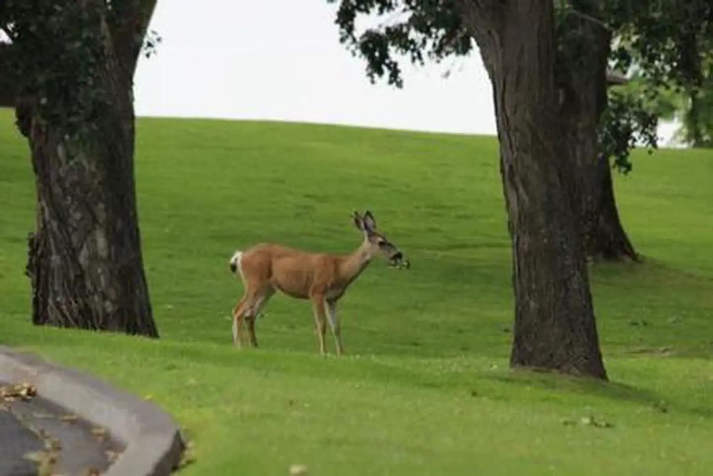 MCNARY BEACH - SOCKEYE SHELTER (OR)