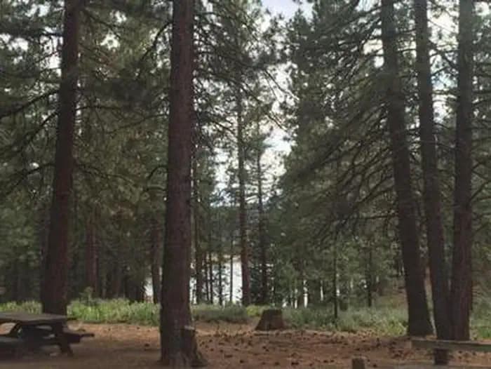 GRIZZLY View