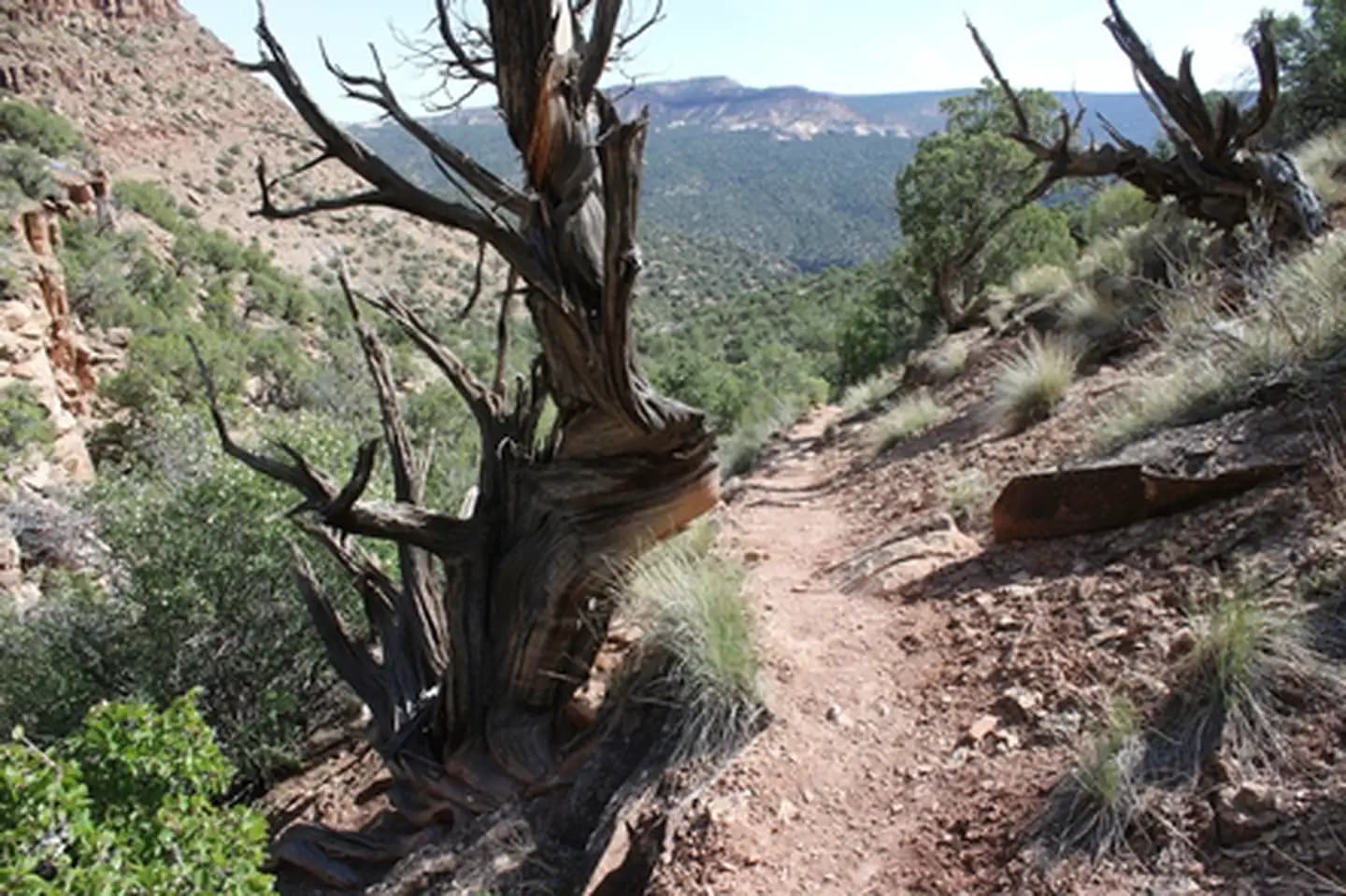 Bobcat Trail