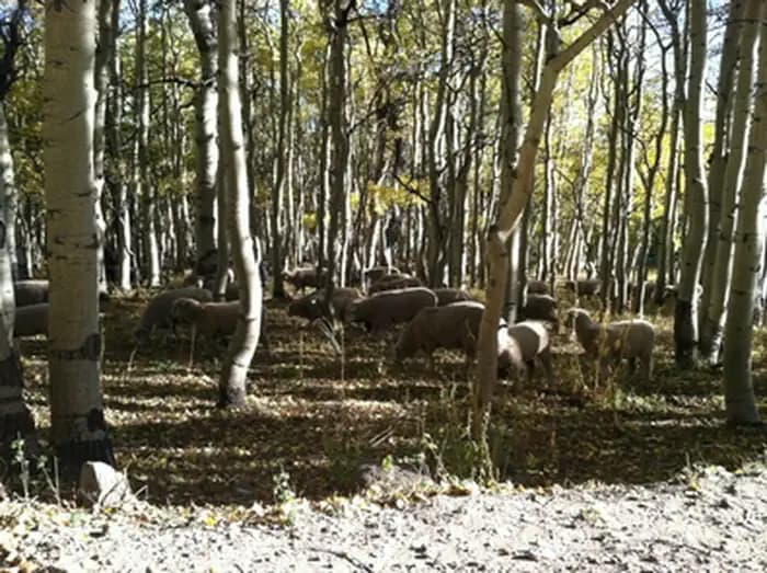 Deep Creek Day Use Area