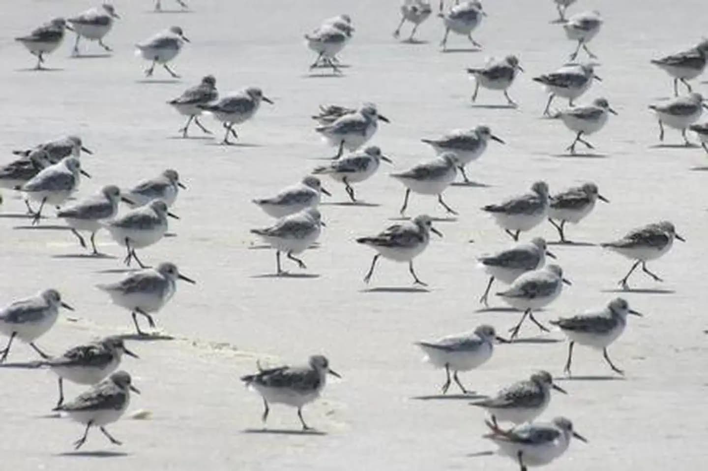 A flock of sandpipers on the beach