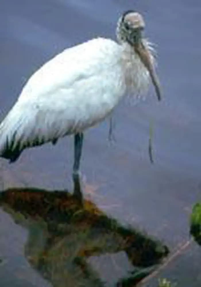 Island Bay Wilderness