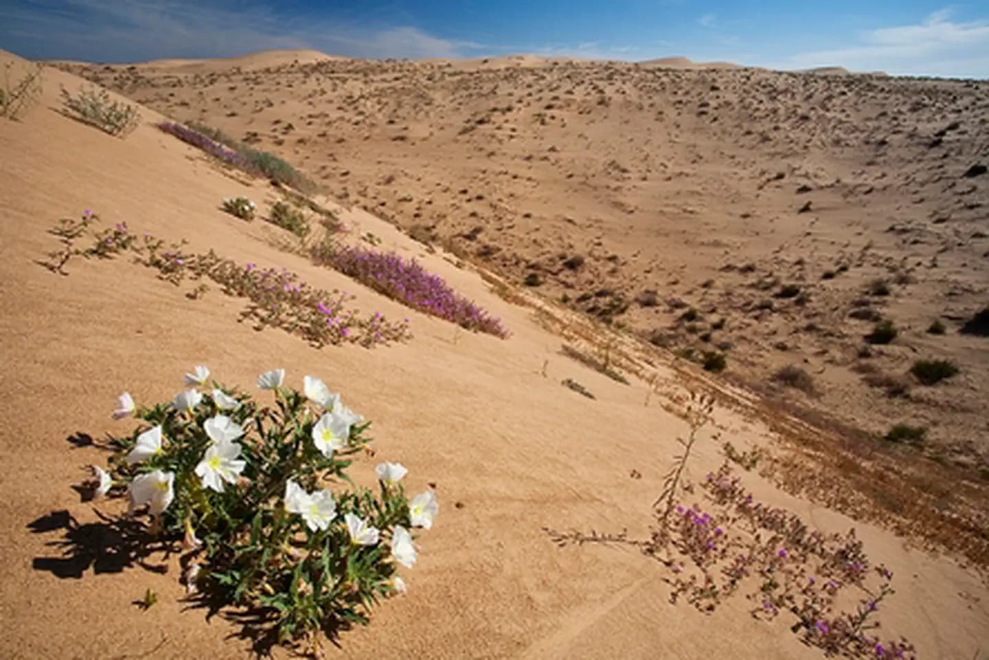 North Algodones Dunes Wilderness