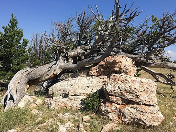 Gardner Mountain Trail
