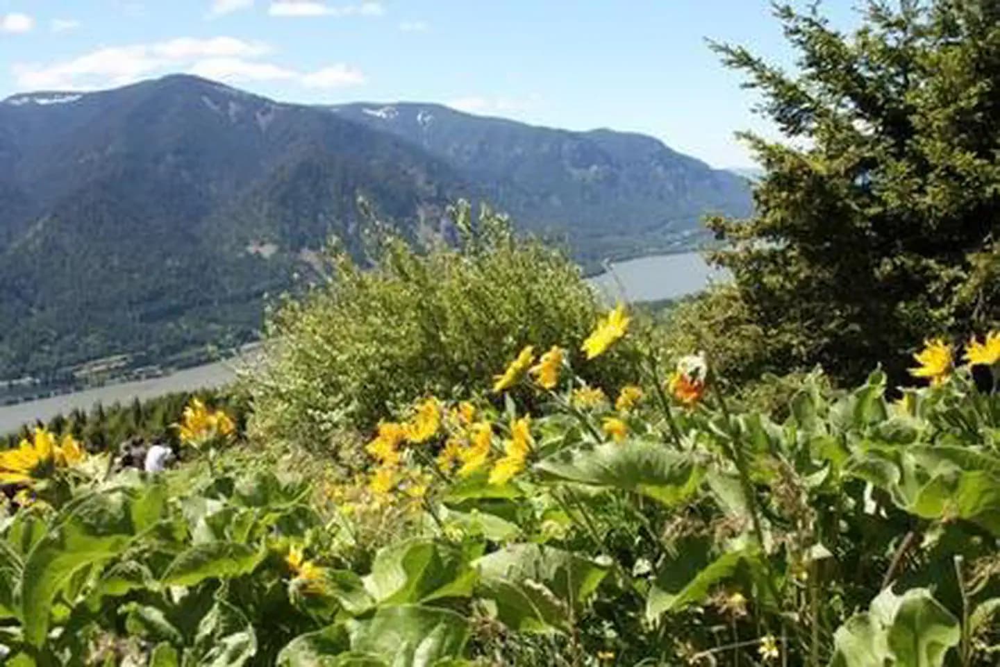 Dog Mountain Trail System Permit