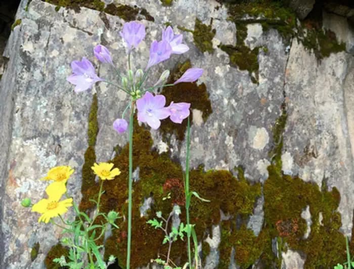 Merced Wild & Scenic River