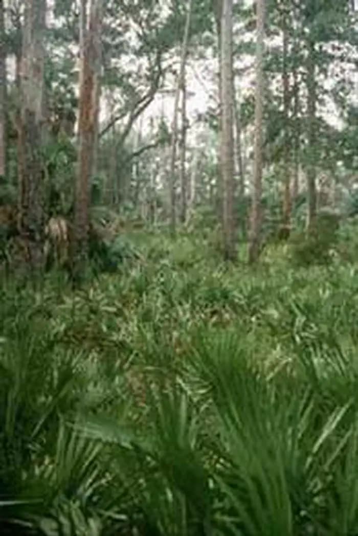 Blackbeard Island Wilderness