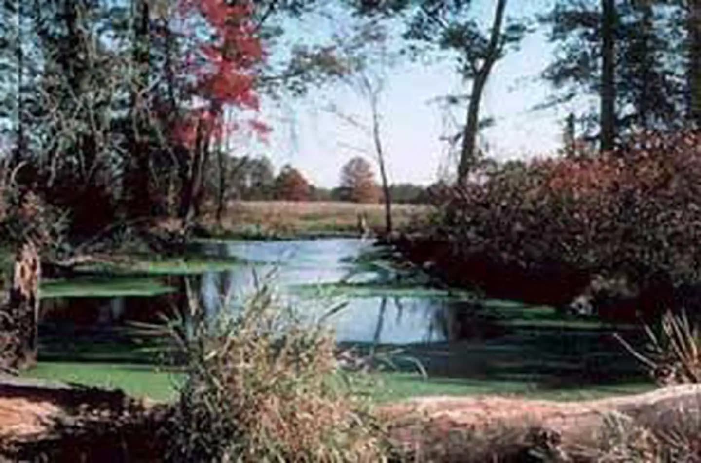 Great Swamp National Wildlife Refuge Wilderness