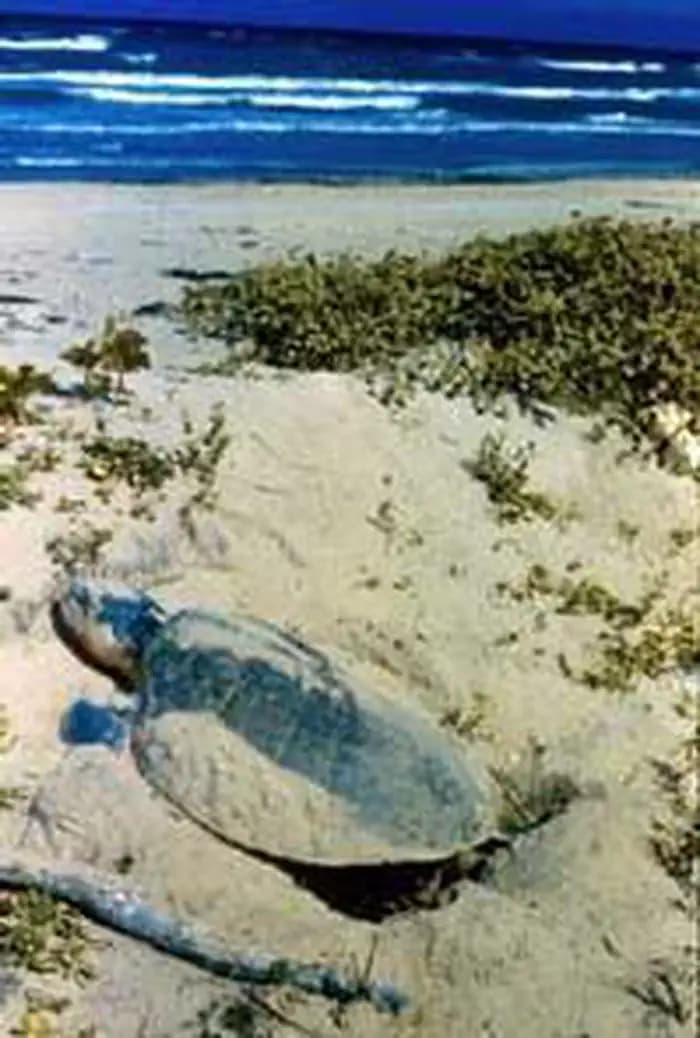 Cape Romain Wilderness