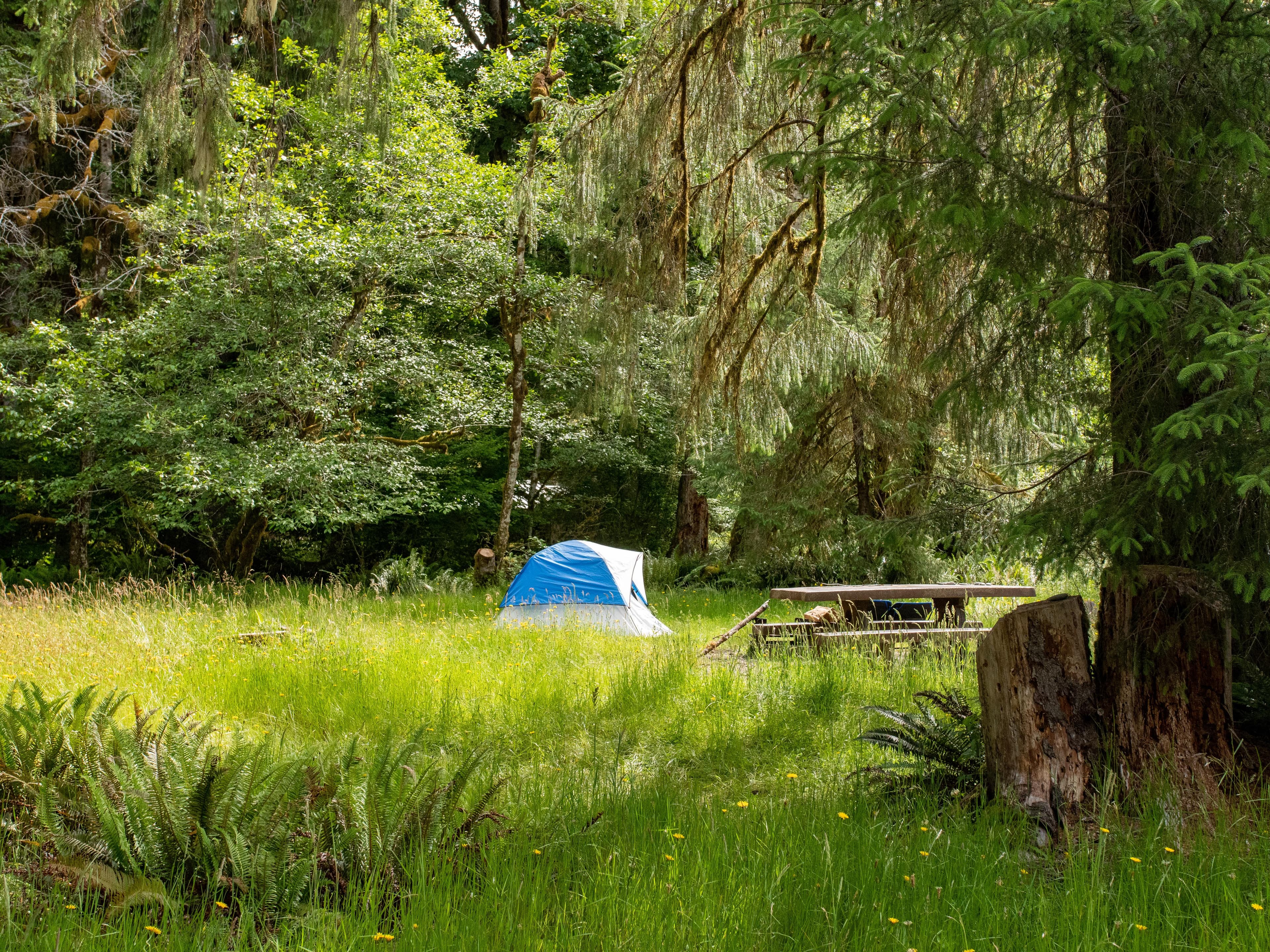 A campsite in the Hoh Rain Forest Campground.