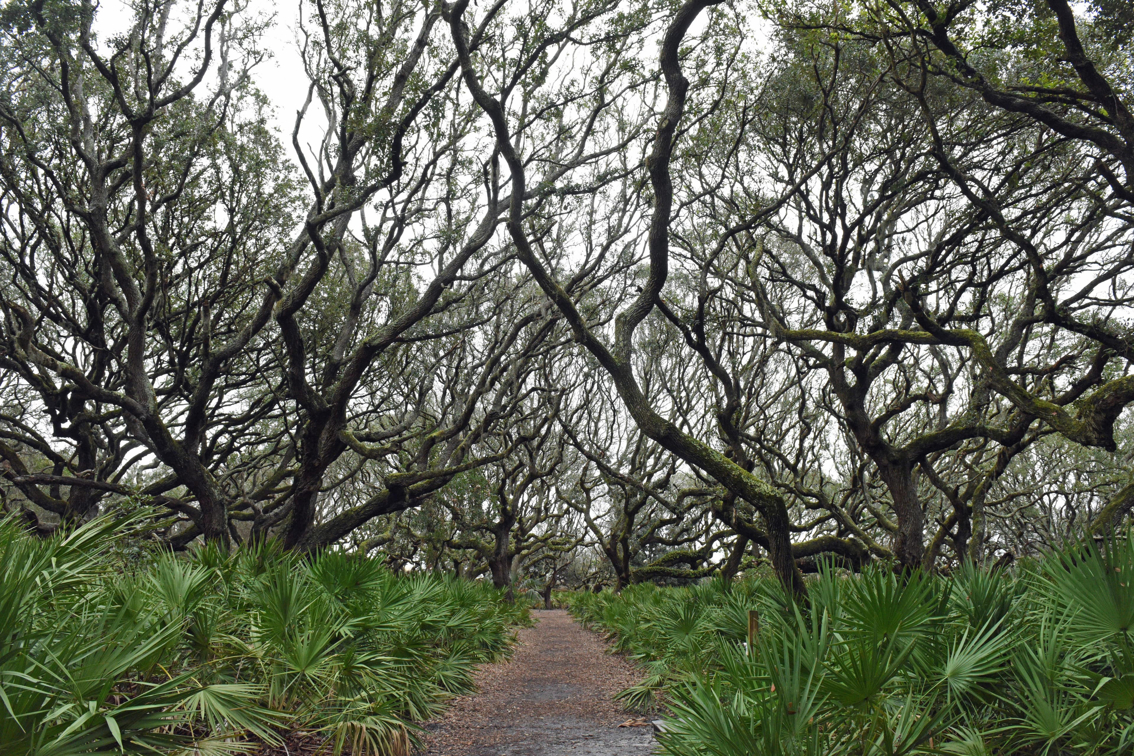 Sea Camp is covered by a canopy of twisted live oak branches