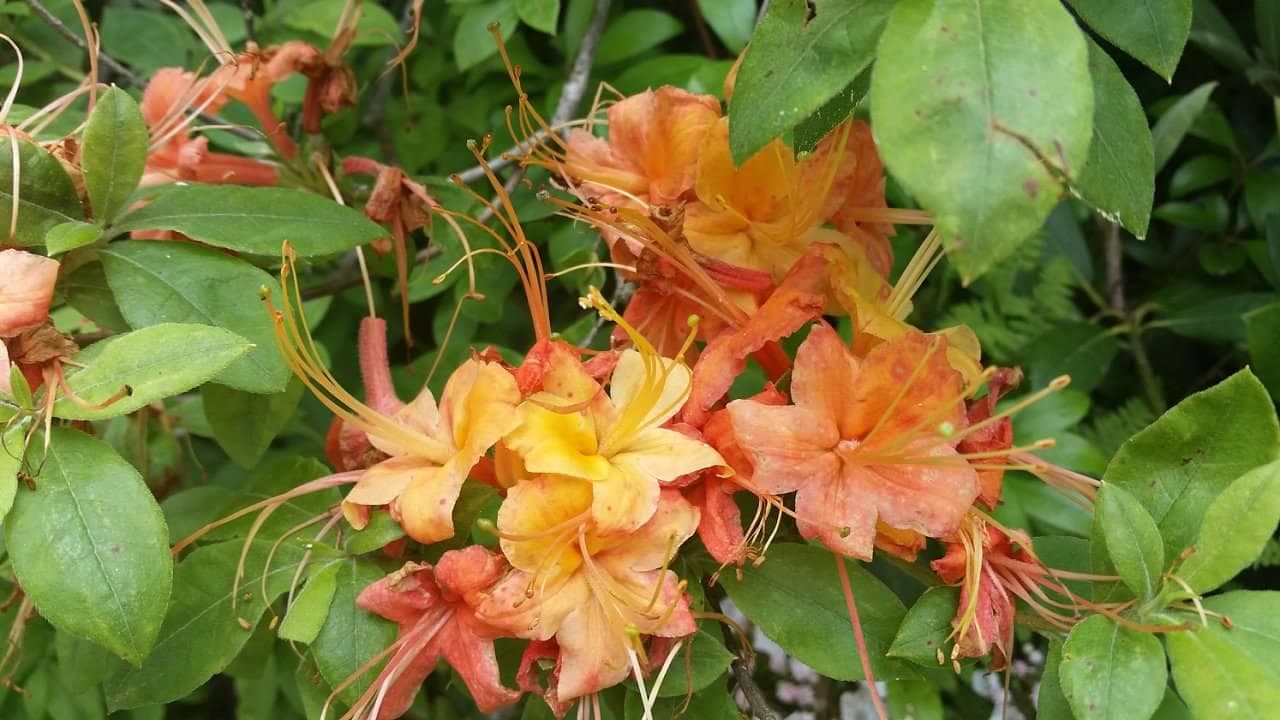 Flame azaleas bloom in late spring and early summer in the Mount Pisgah area
