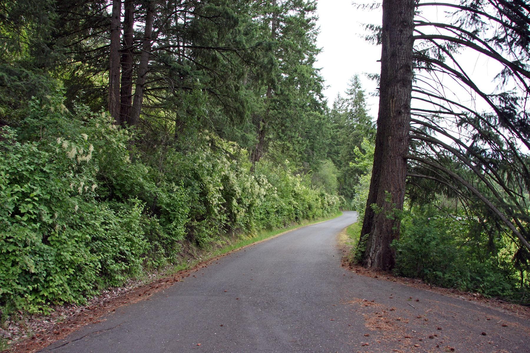 The campground access road is single lane and may be a tight squeeze for large RVs.