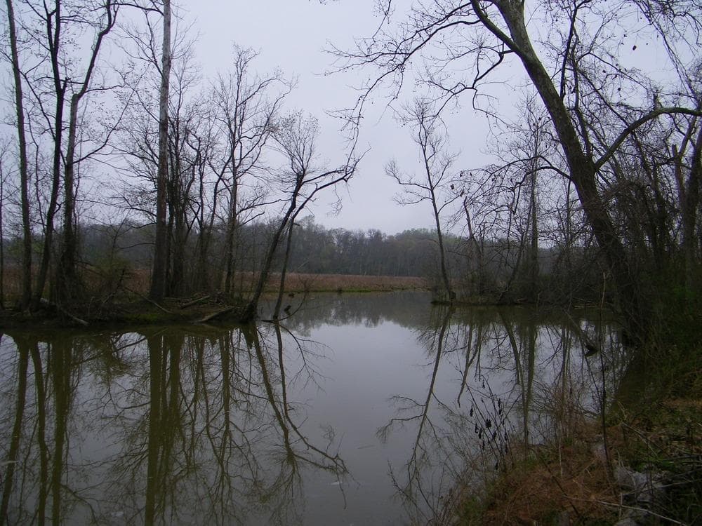 Broad Creek runs through the Harmony Hall property