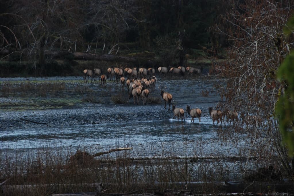 A herd of Roosevelt Elk cross a river in Olympic.