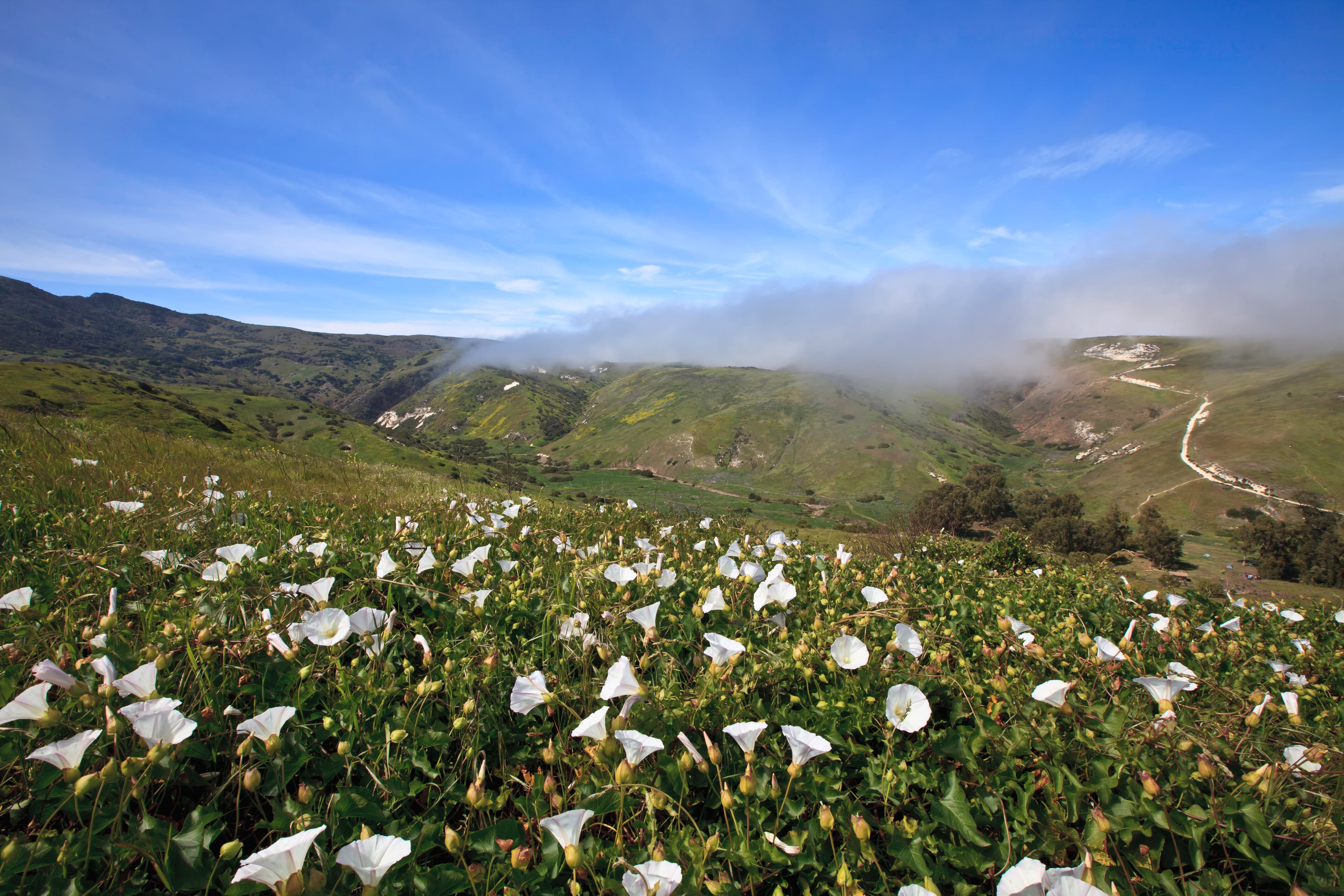 Santa Cruz Island Scorpion Canyon Campground