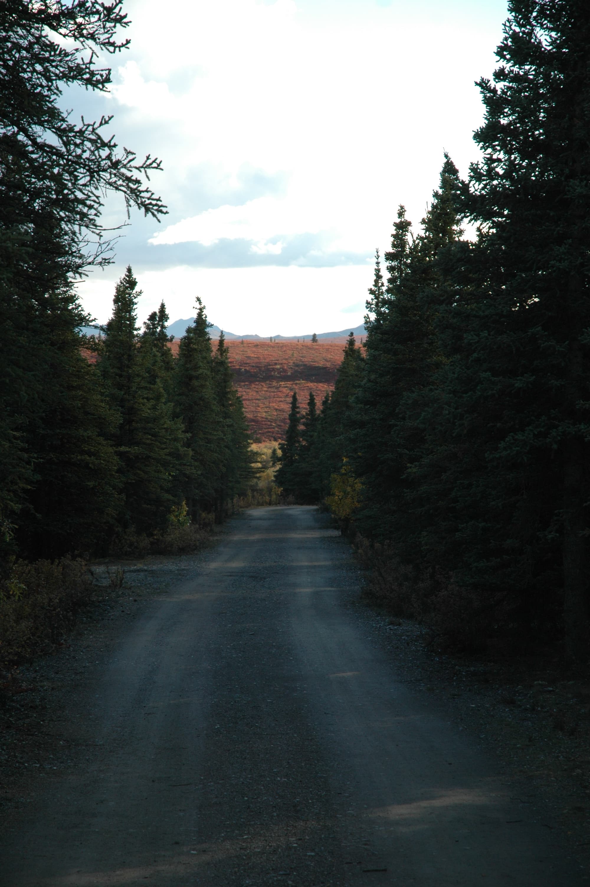 South of the campground, the spruce forest ends and views of the Alaska Range become possible.