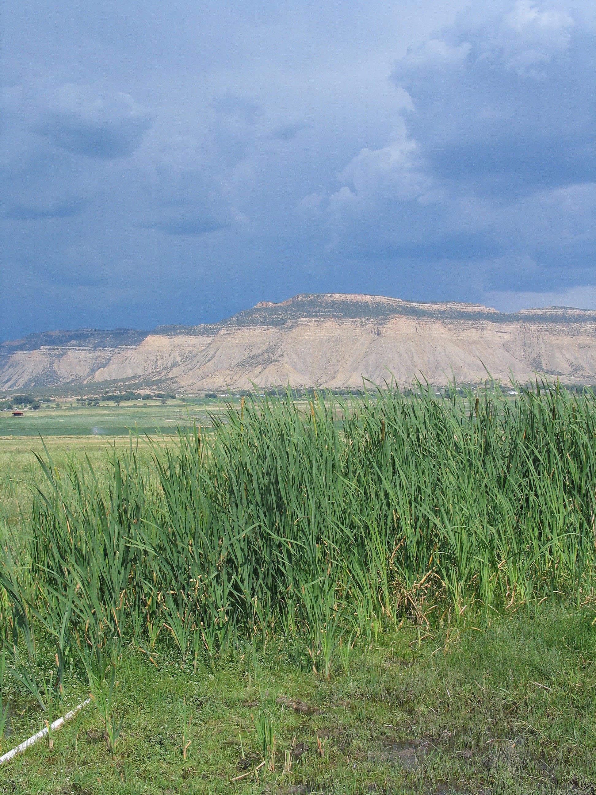 Cattails define marshy locations watered by springs.