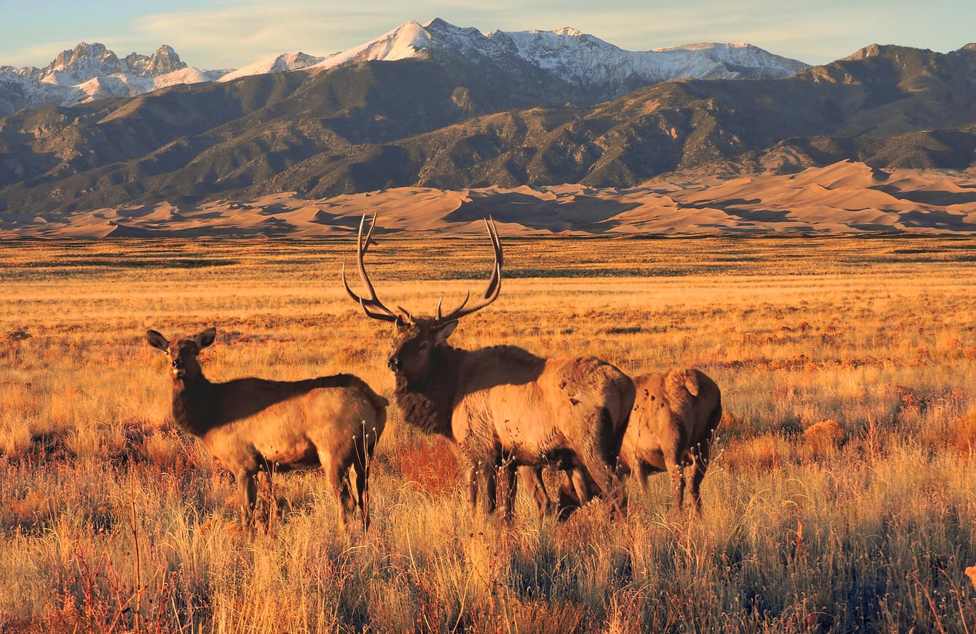 Elk are sometimes seen by visitors along the park entrance road or County Lane 6, primarily fall through spring.