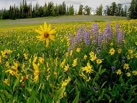 An explosion of wildflowers surrounds the Point Supreme Campground throughout the summer months.