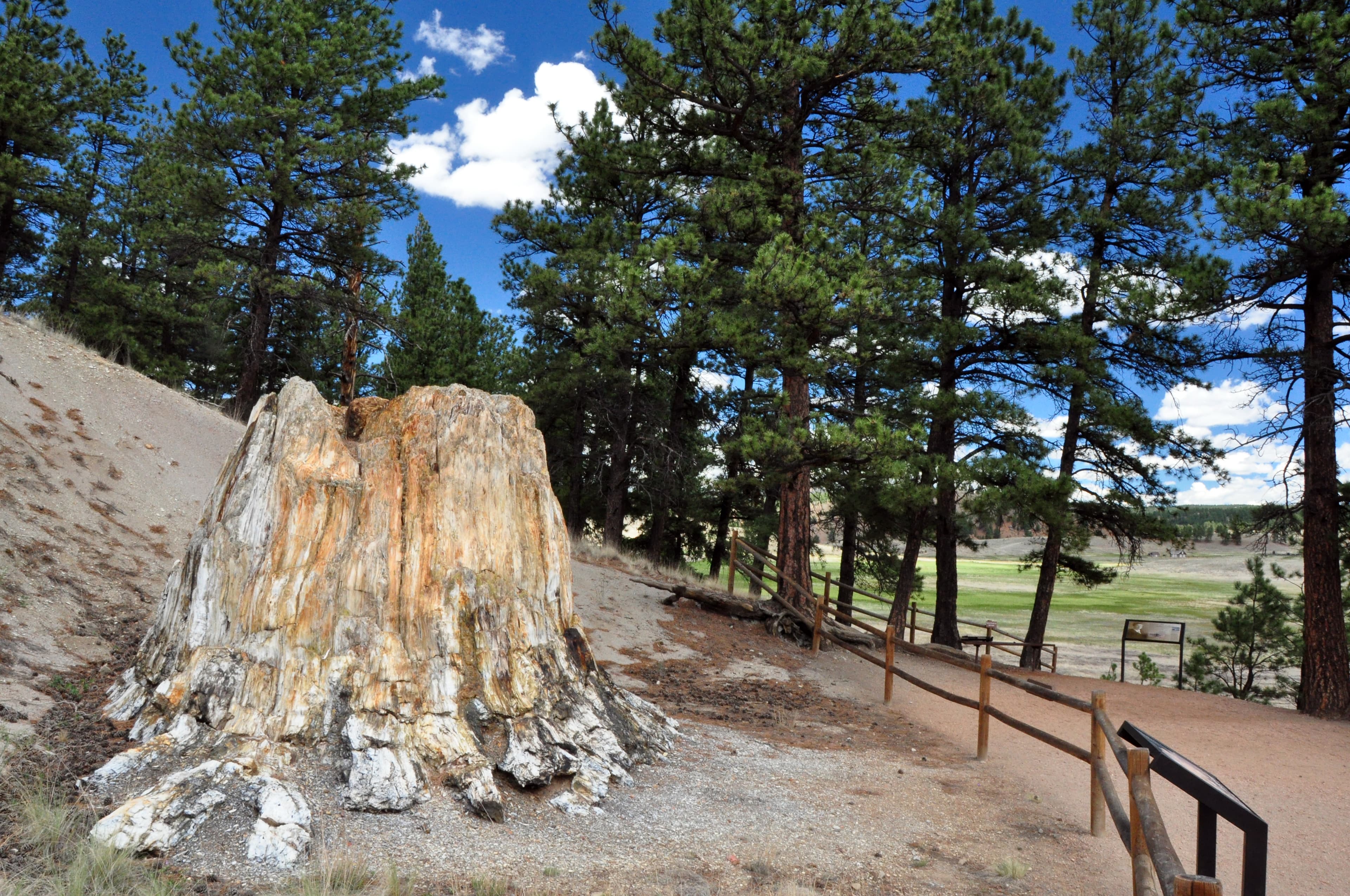Walk the Petrified Trail Loop to see fossil redwood stumps