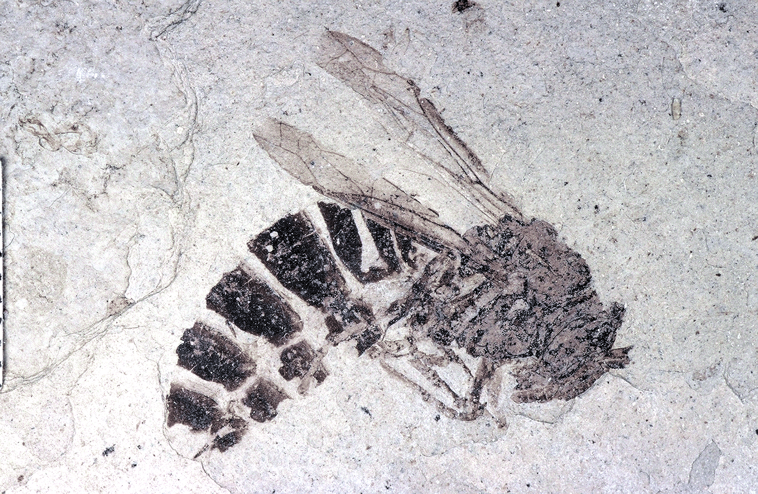 Captured 34 million years ago, this ancient wasp and other insects are on display at Florissant Fossil Beds NM.