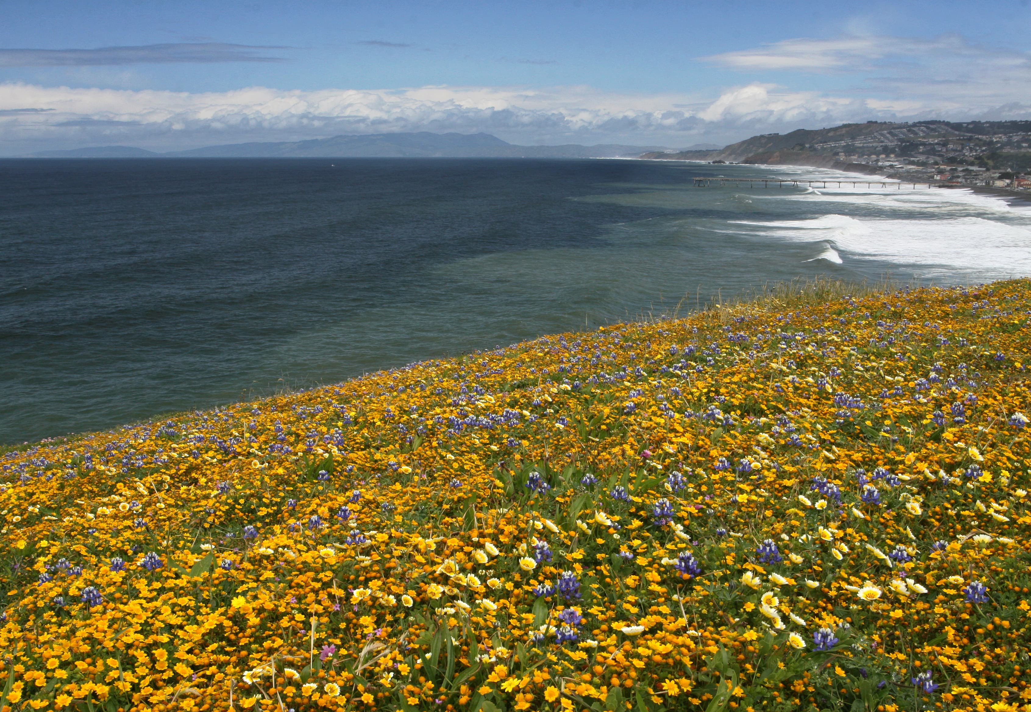 View north from Mori Point showing abundant spring flowers and Mt. Tamalpais in the background.