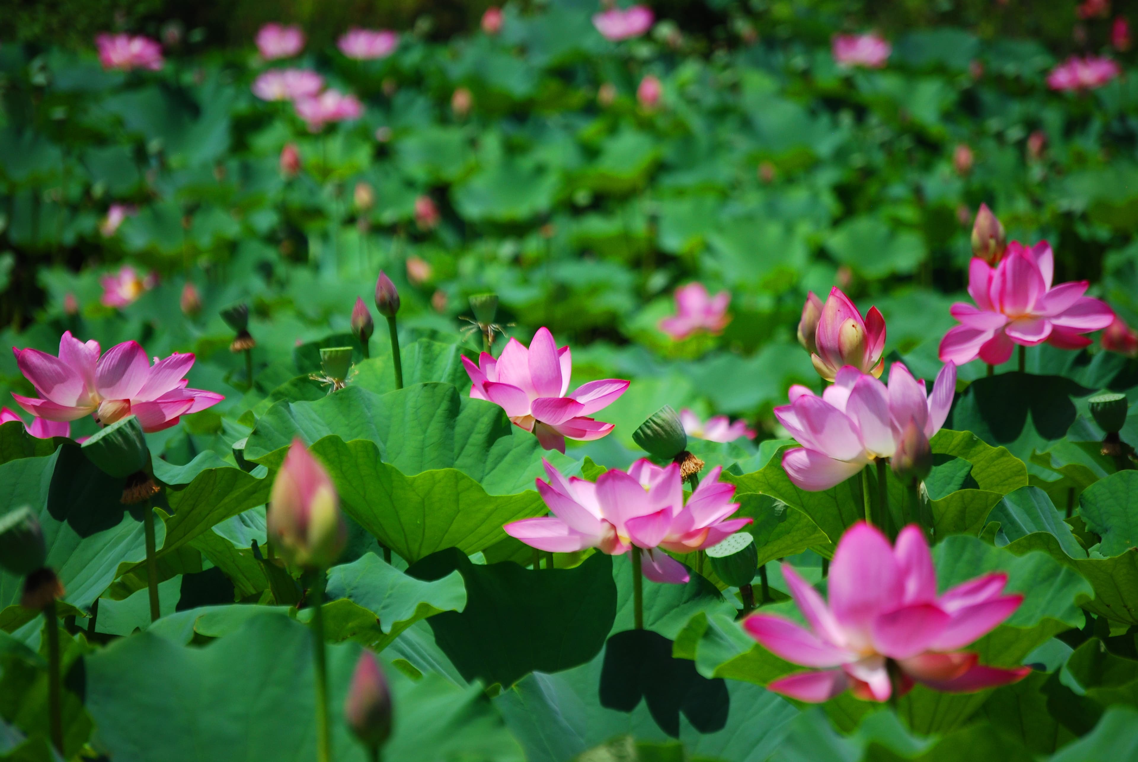 Lotus flowers bloom in many ponds during the hot humid summer months.