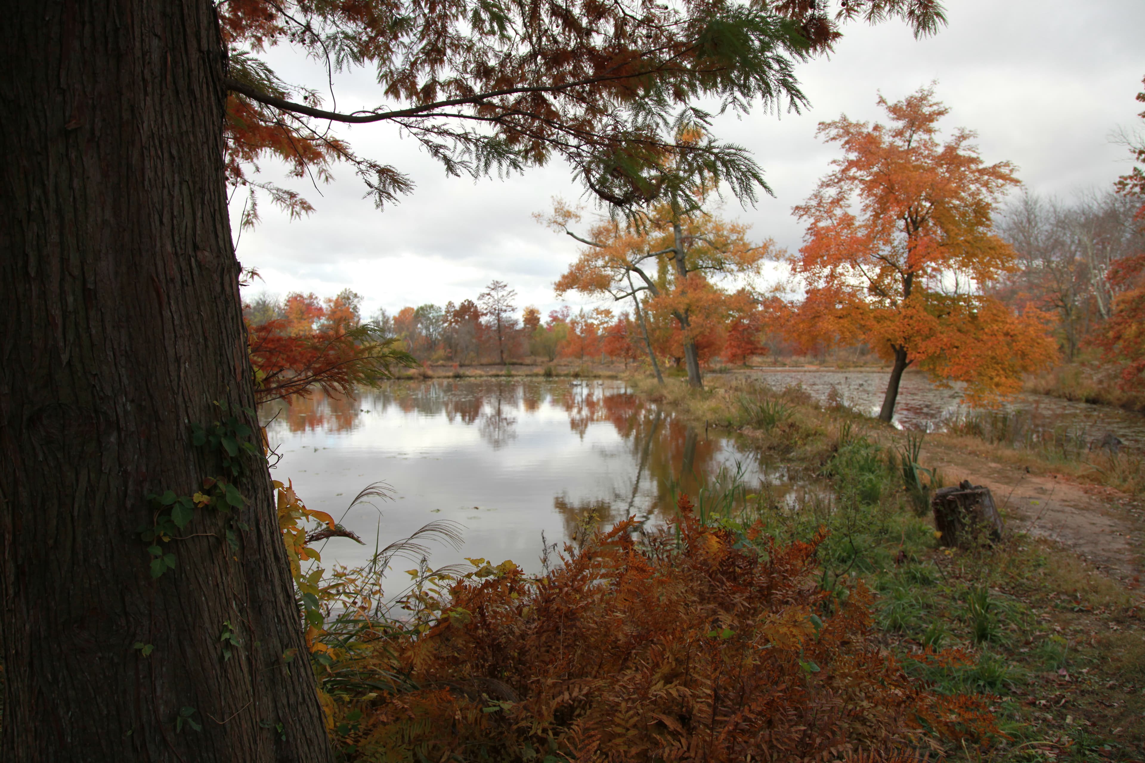 As the seasons change, so do the colors around the ponds which can be seen as reflections on the water.