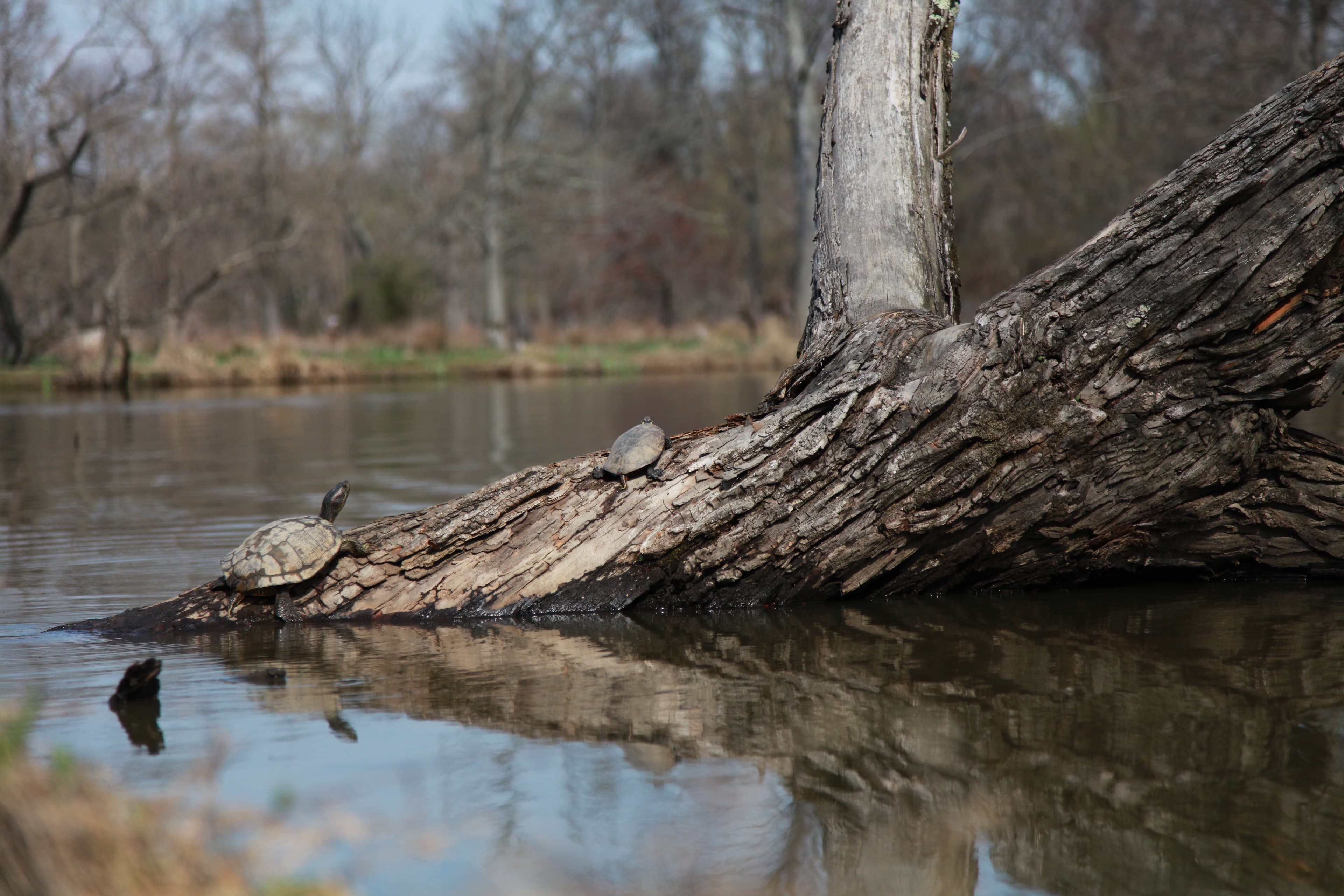 As the temperatures warm up during spring and summer months many reptiles including turtles can be seen basking in the sun on logs, tree stumps or the banks of the ponds.