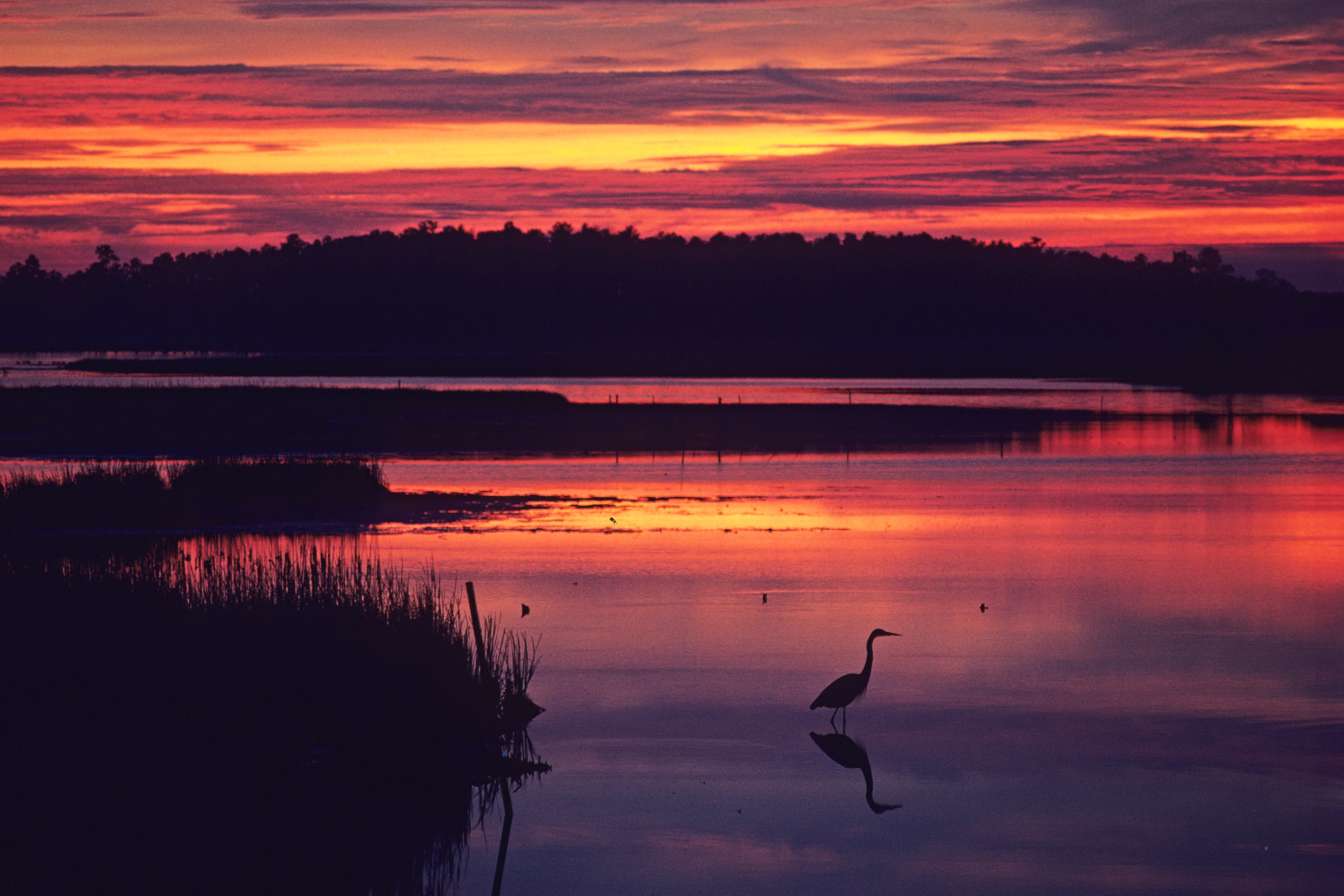 Many people visit Blackwater National Wildlife Refuge to spot birds, like this heron, that rely the natural resources of the landscape.