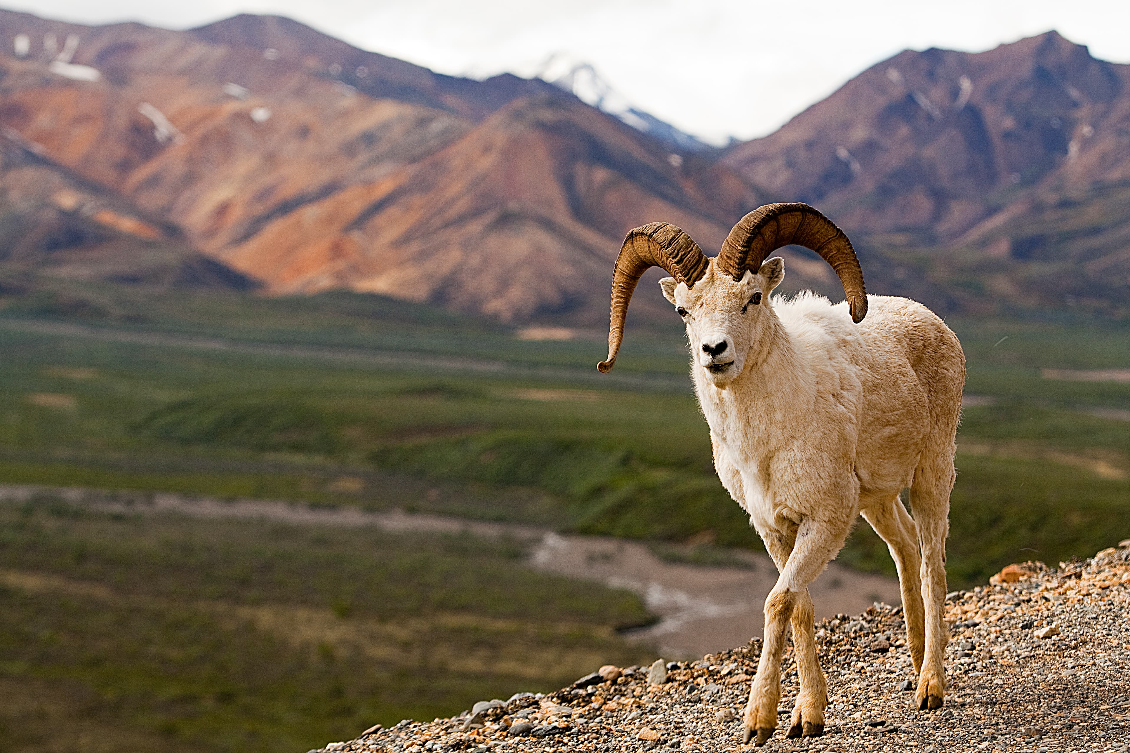 Congress originally created Denali National Park (called Mount McKinley National Park, at the time) to protect wildlife, particularly Dall sheep