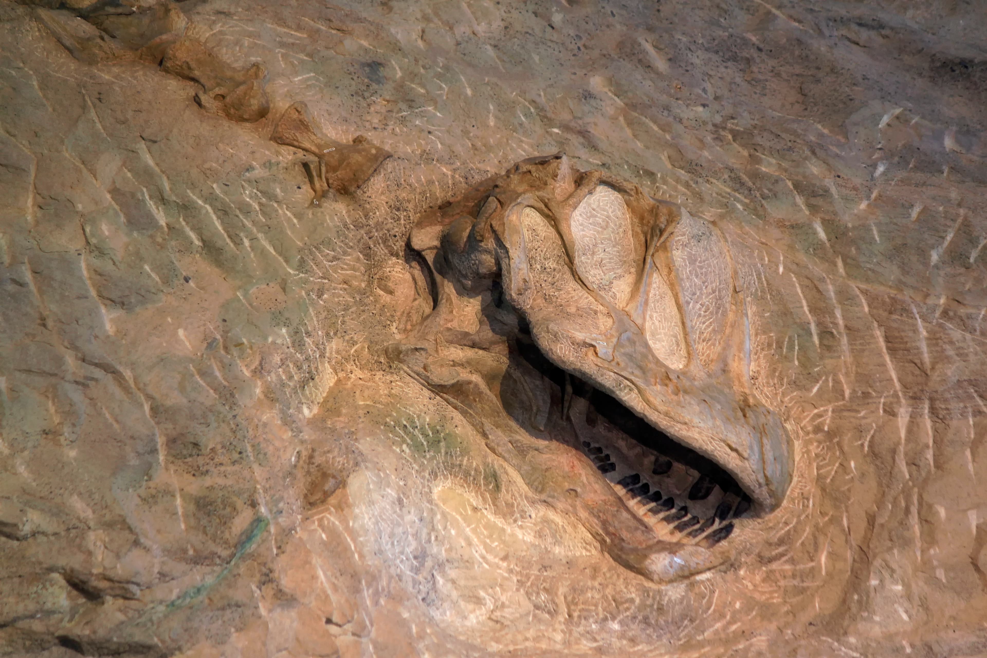 Over 1500 fossilized bones of various dinosaurs are still embedded in the cliff face including a skull and several neck vertebrae of a camarasaurus
