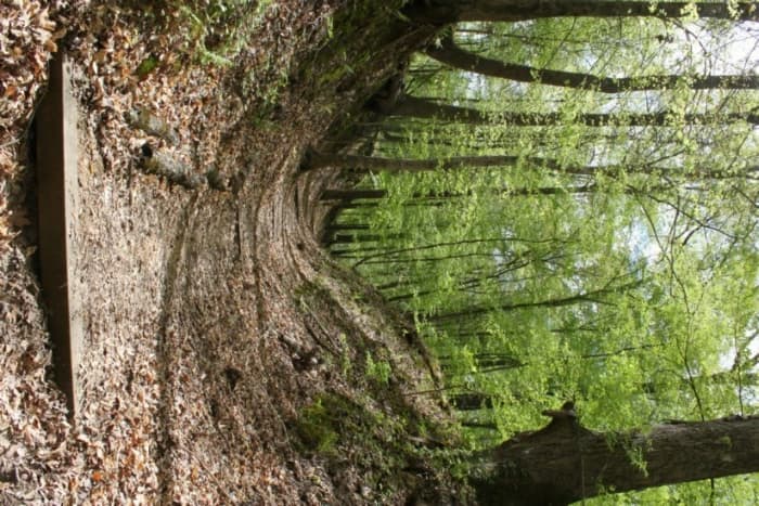 A section of the Old Trace at Rocky Springs (MP 52.4-59)