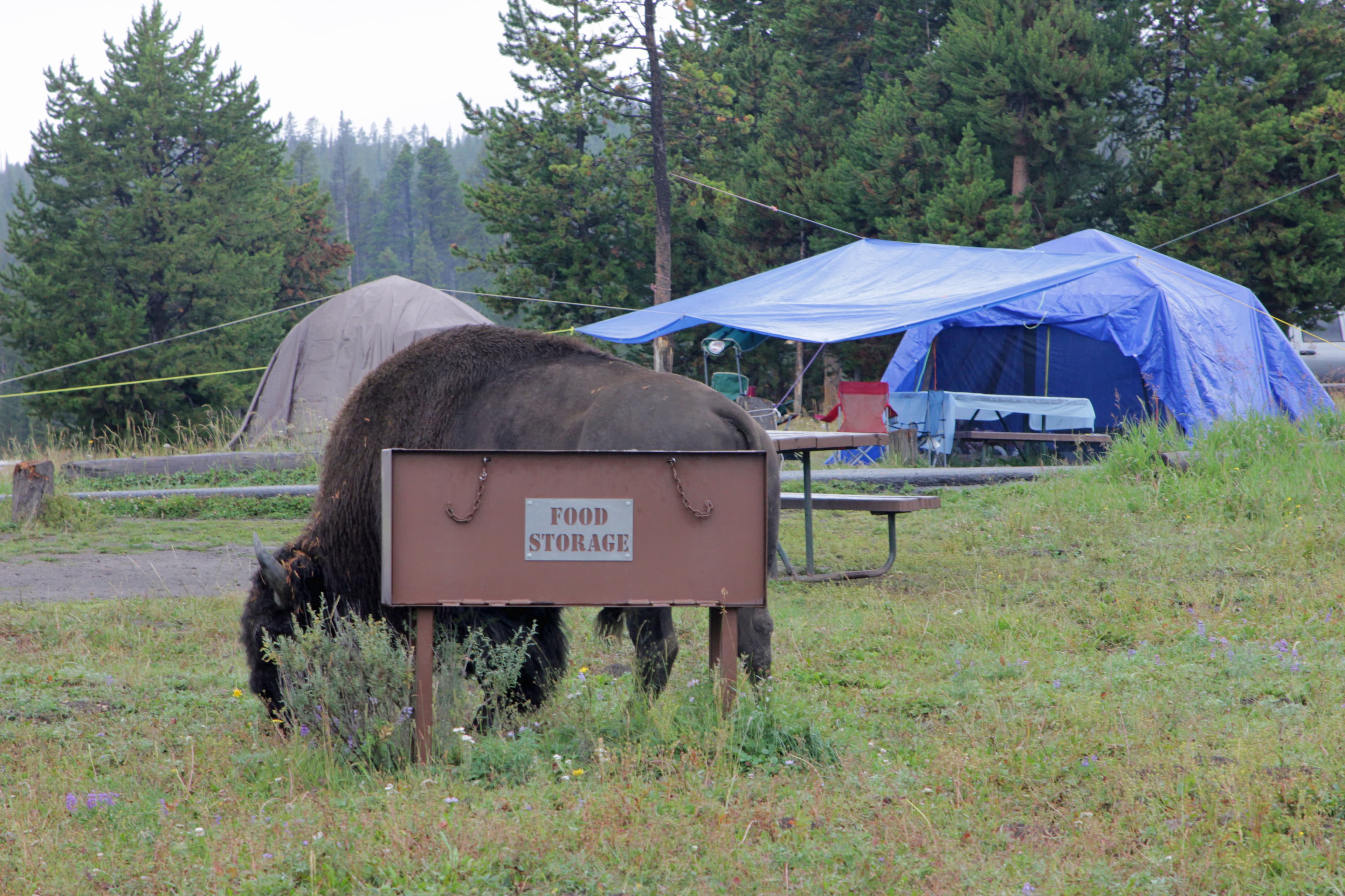 Bison are frequent visitors at Bridge Bay Campground.
