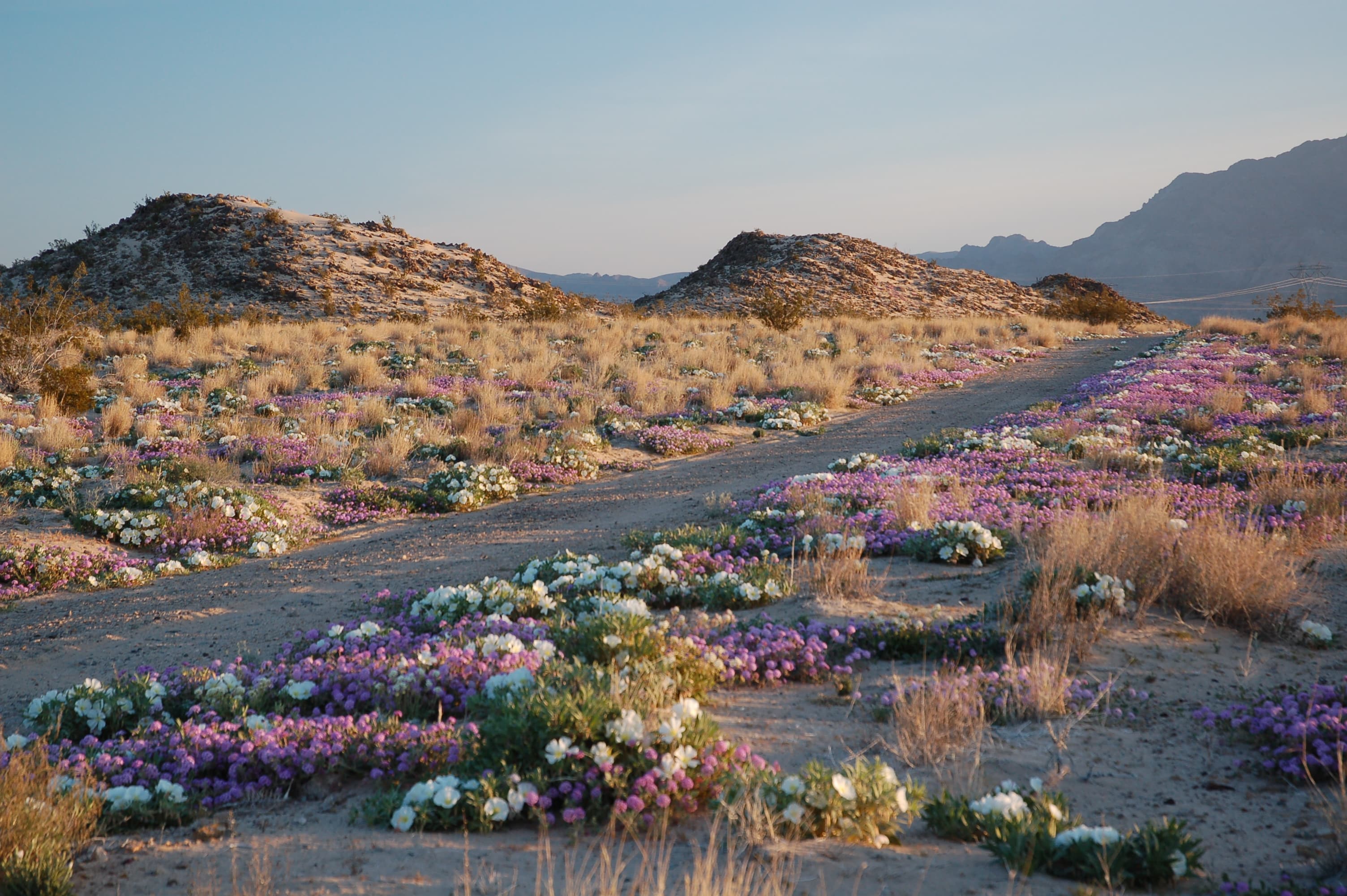 Many people visit Mojave in the spring season to view stunning wildflower displays.