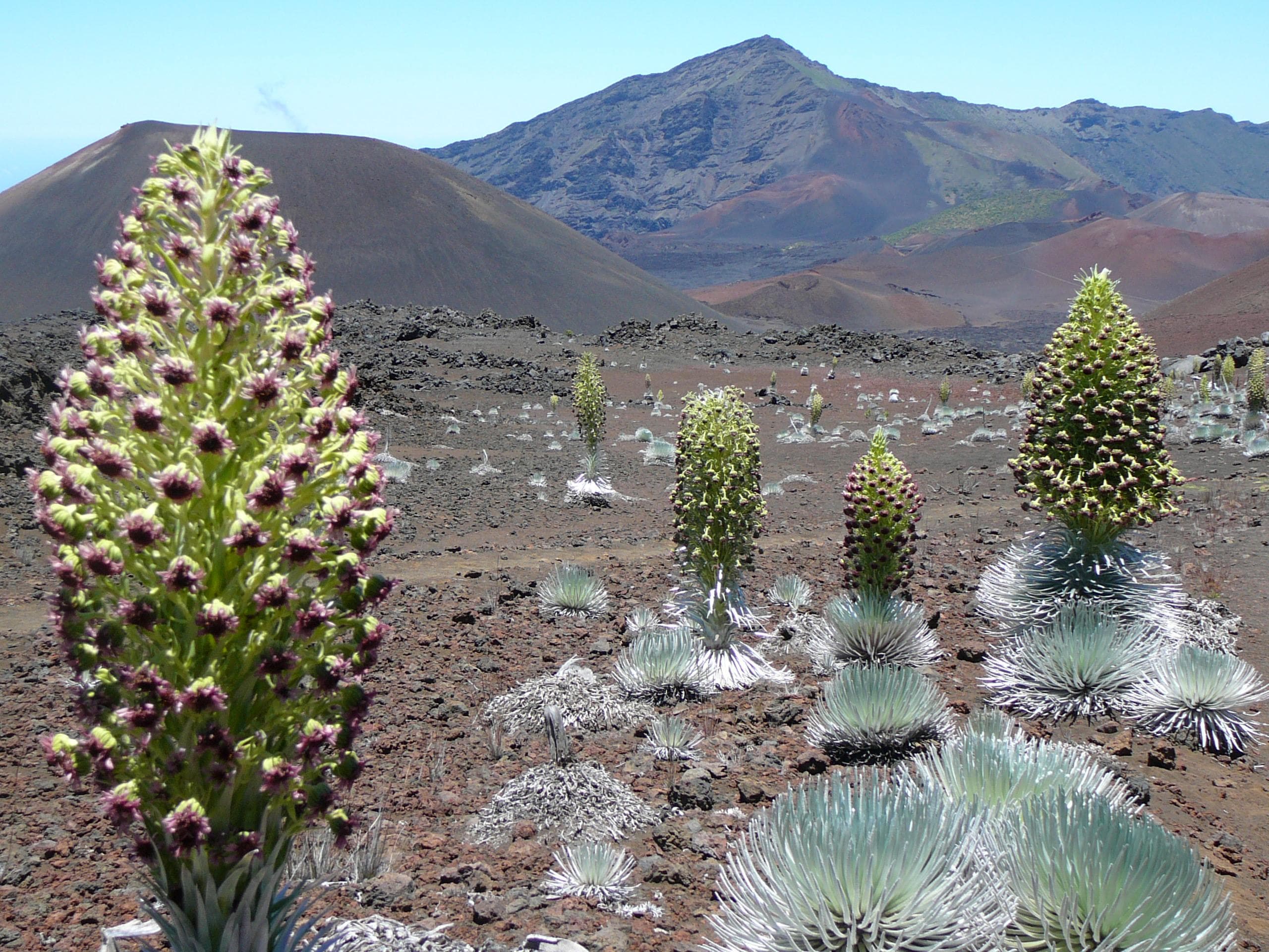 'Ahinahina silversword blooms in Haleakala crater