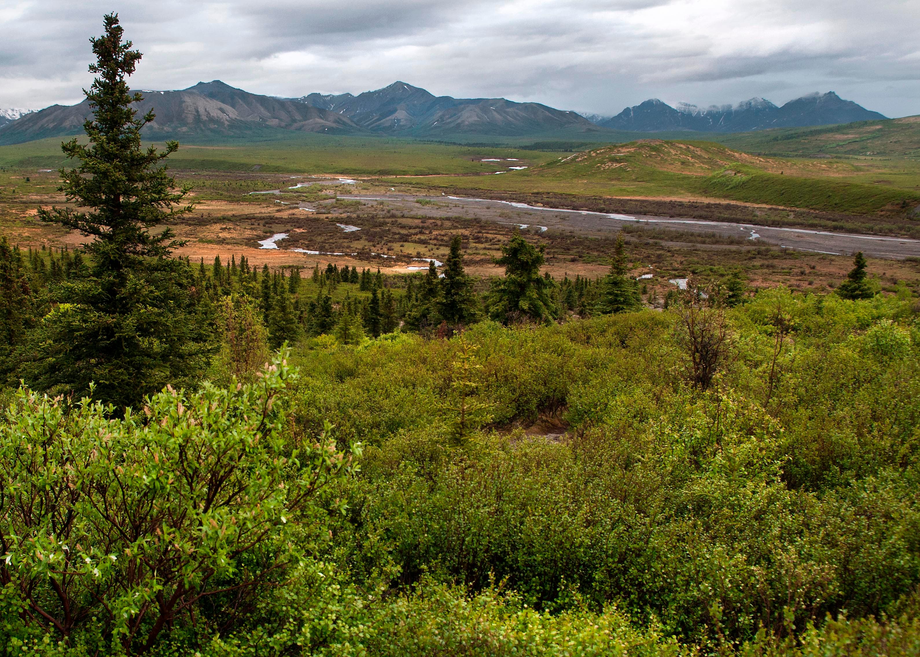 The view to the south of Savage River Campground, looking toward the Alaska Range.