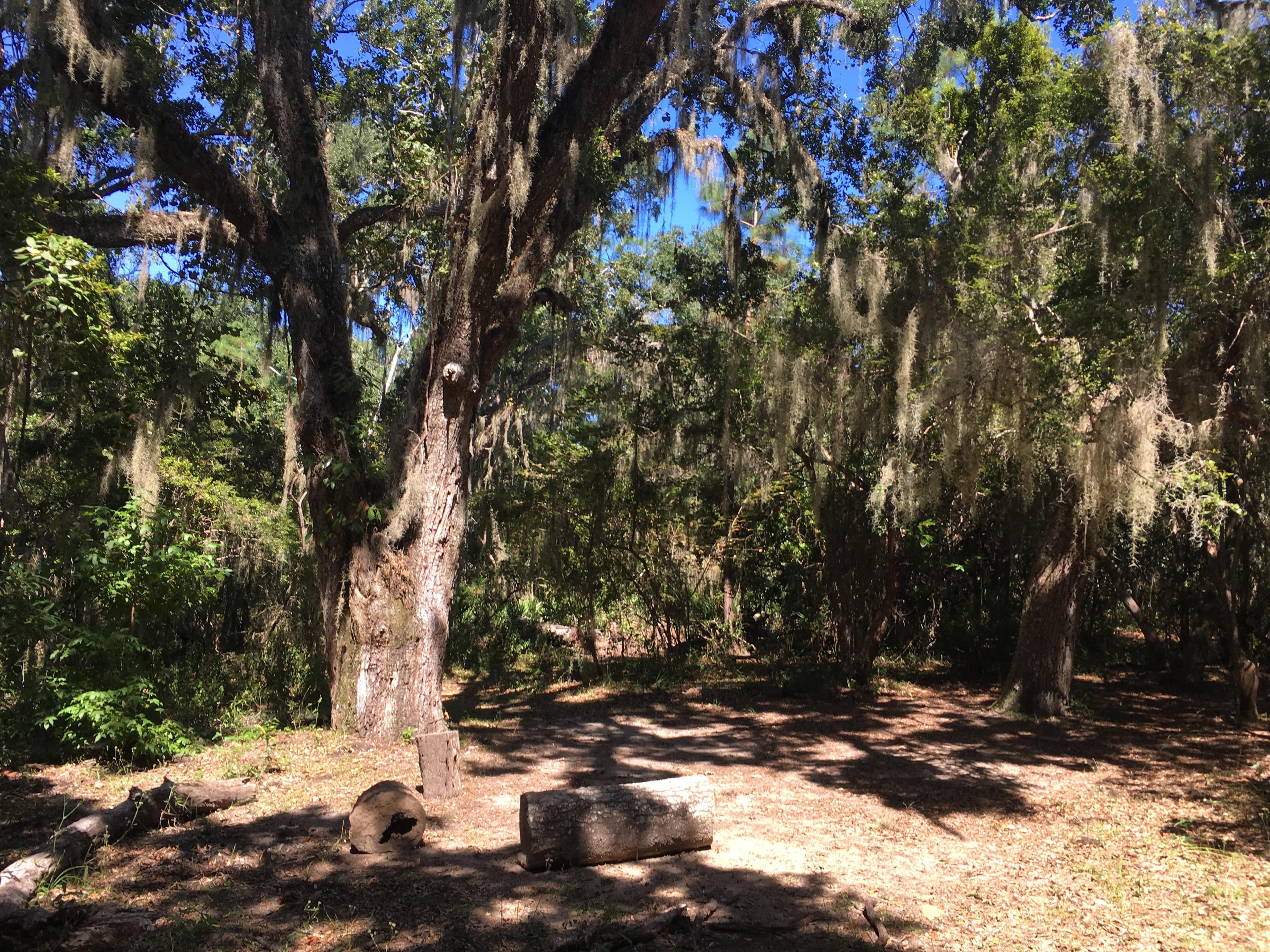Hickory Hill Wilderness site tent clearing