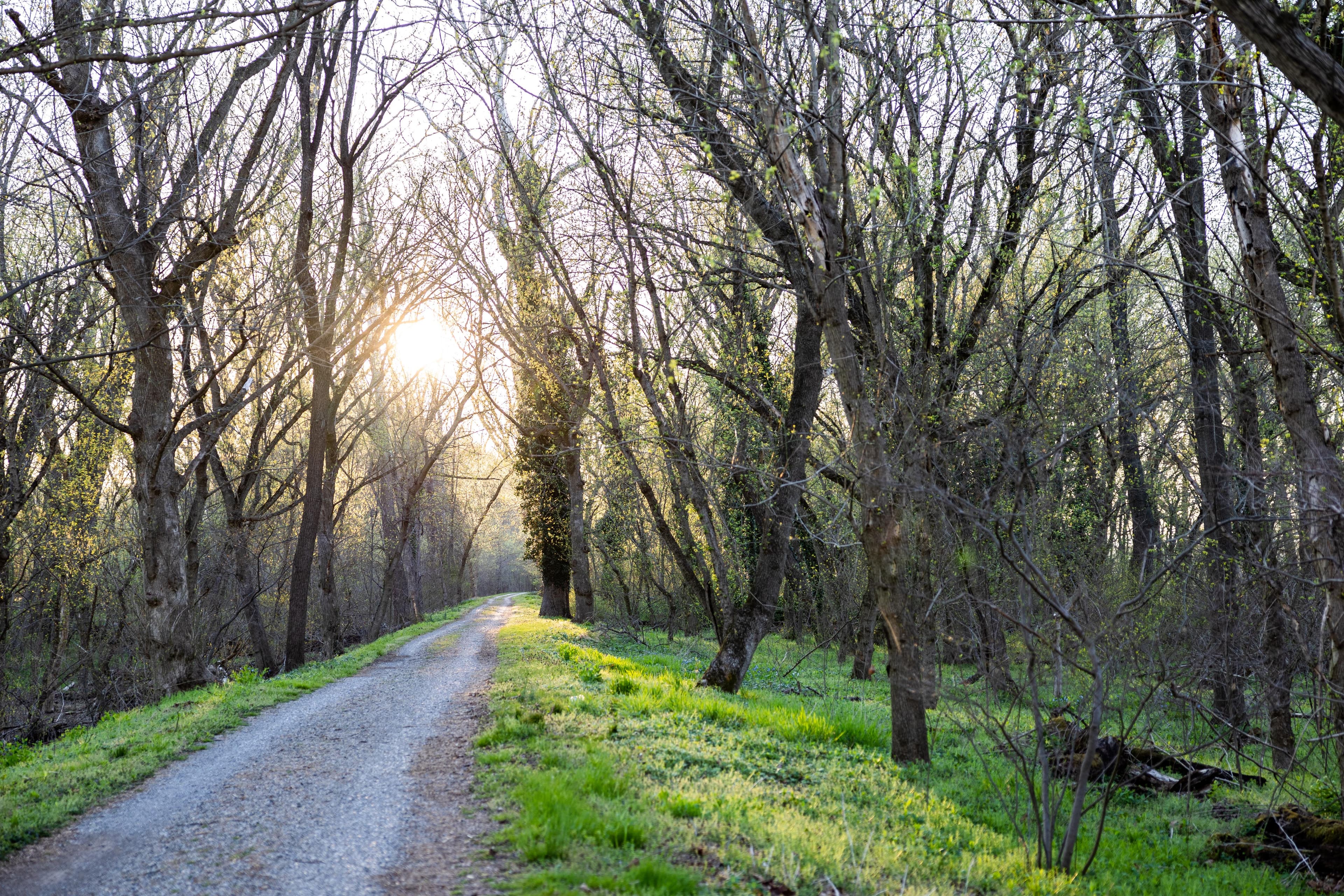 Bluebells flowering on the towpath