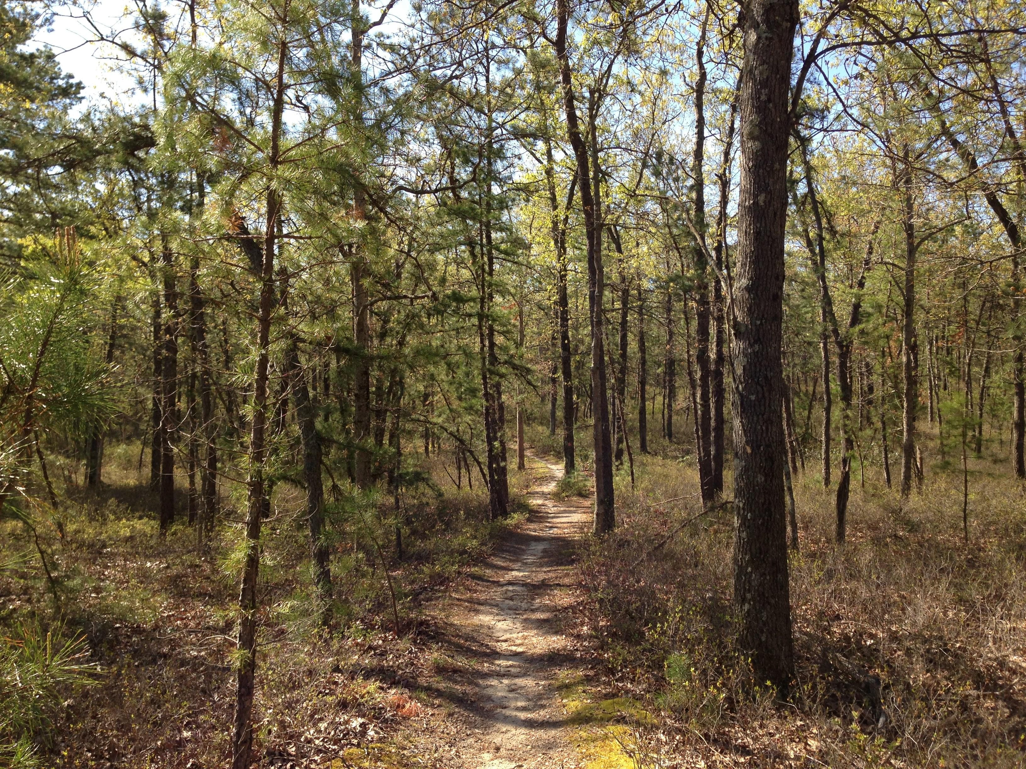 Batona Trail in the Brendan T. Byrne State Forest part of the NJ Pinelands