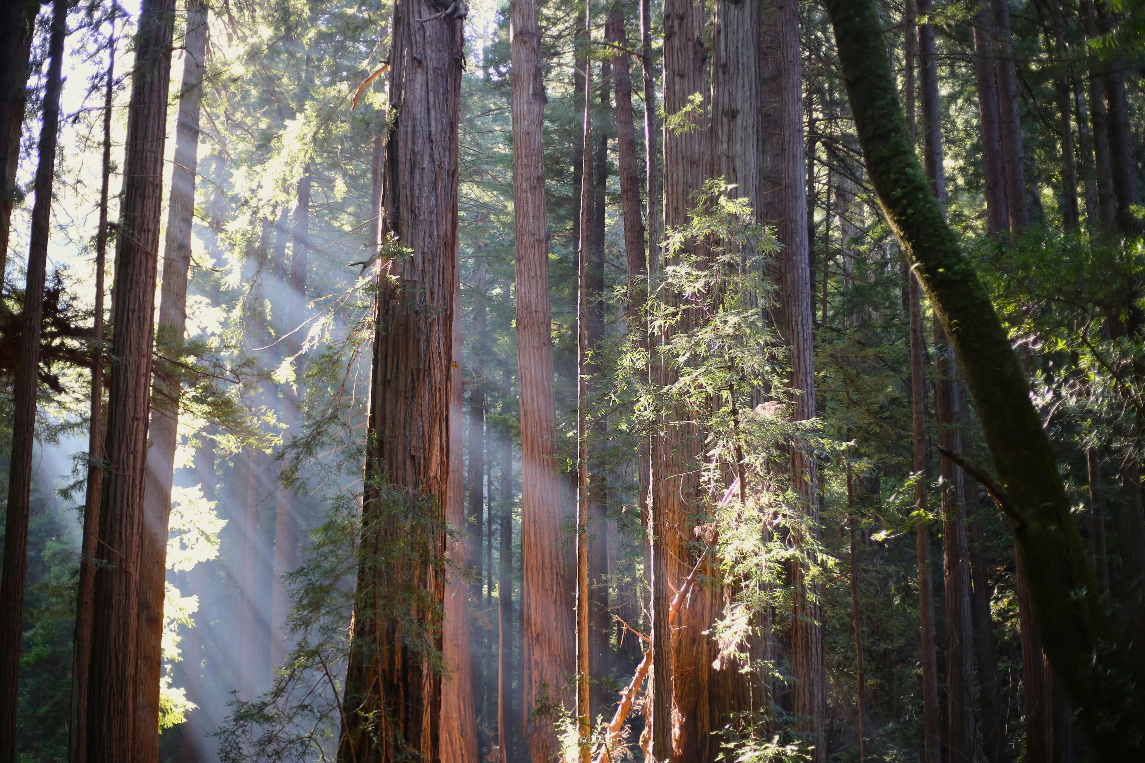 This 550-acre park protects an old-growth forest of coast redwoods (Sequoia sempervirens), the tallest type of tree in the world. Named for famed American naturalist John Muir, the National Monument occupies the homelands of the Coast Miwok people.
