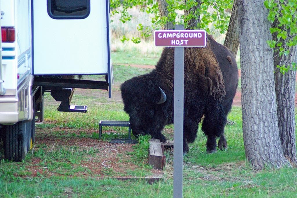 No, he's not really your campground host. But bison do frequent the campground. Be sure to keep a safe distance.
