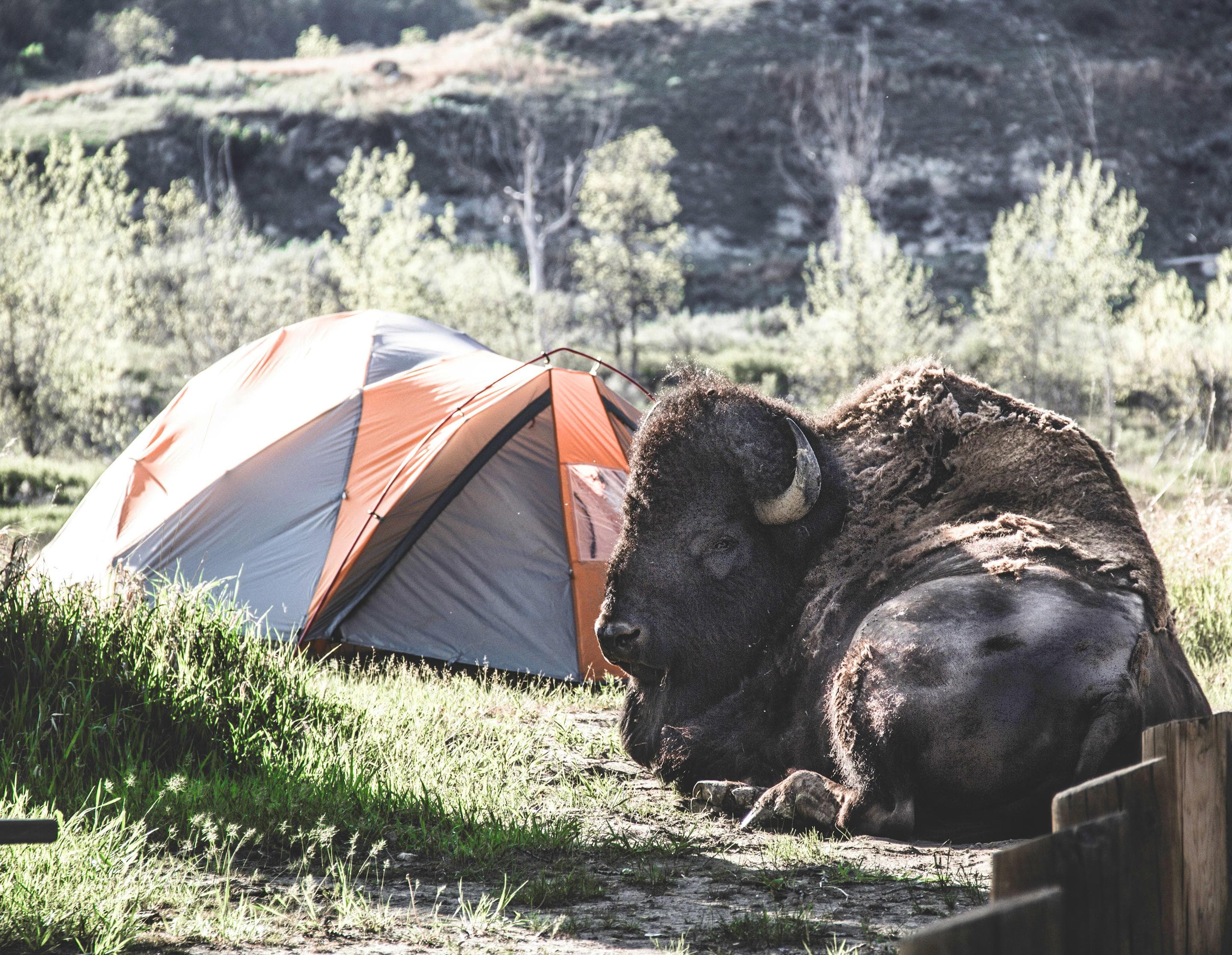 Bison are frequent visitors to park campgrounds. Be sure to keep a safe distance of at least 25 yards or more!