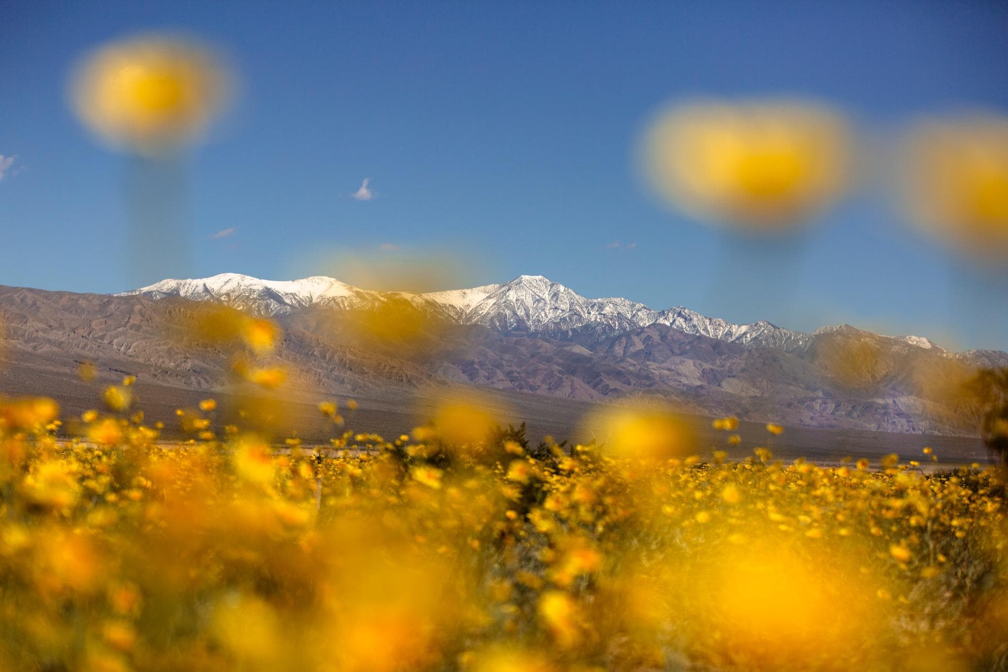 Golden flowers cover a typically rocky and dry valley floor in the spring.