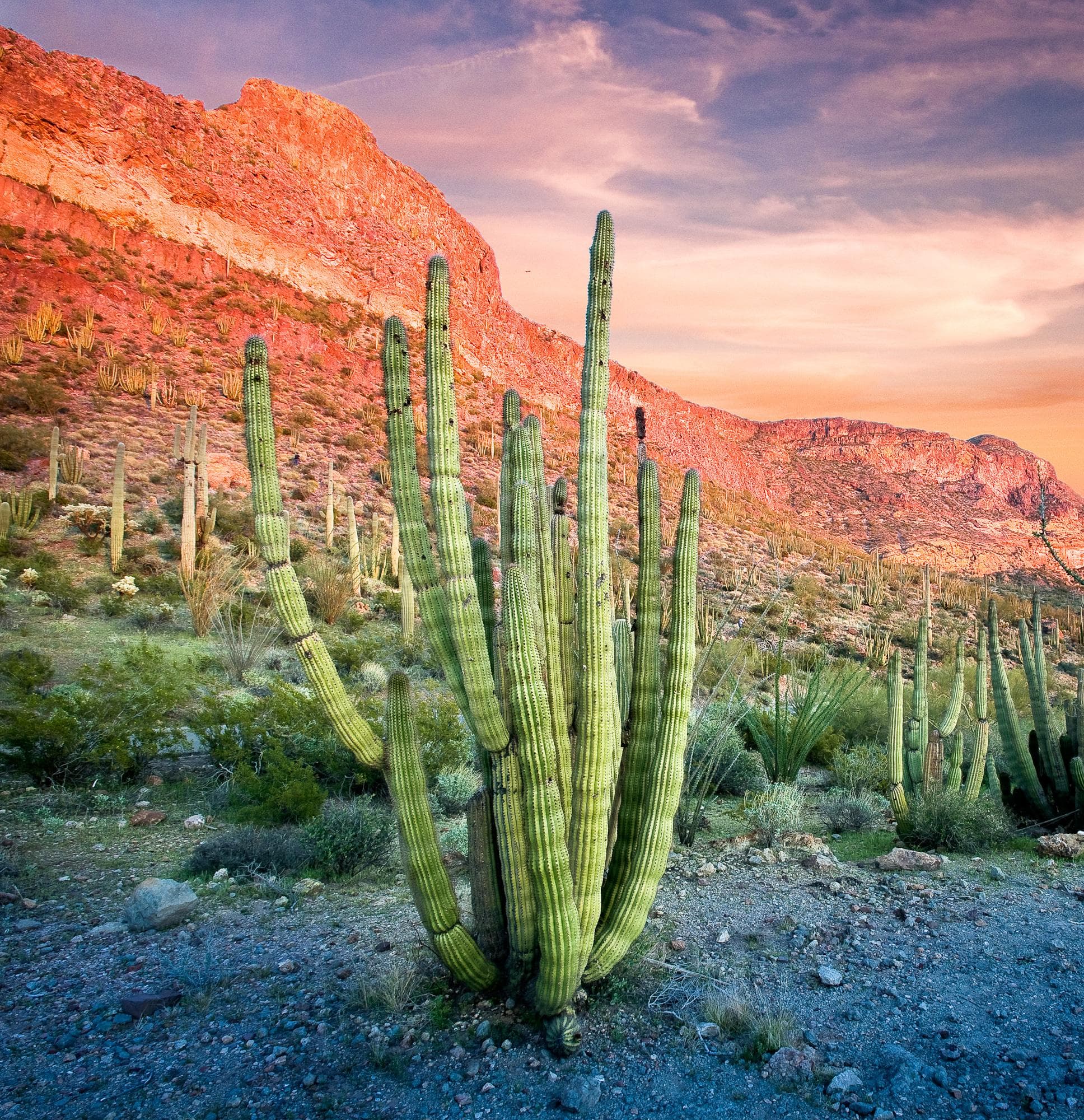 Visit the only place in the U.S. where you can see large stands of organ pipe cacti.