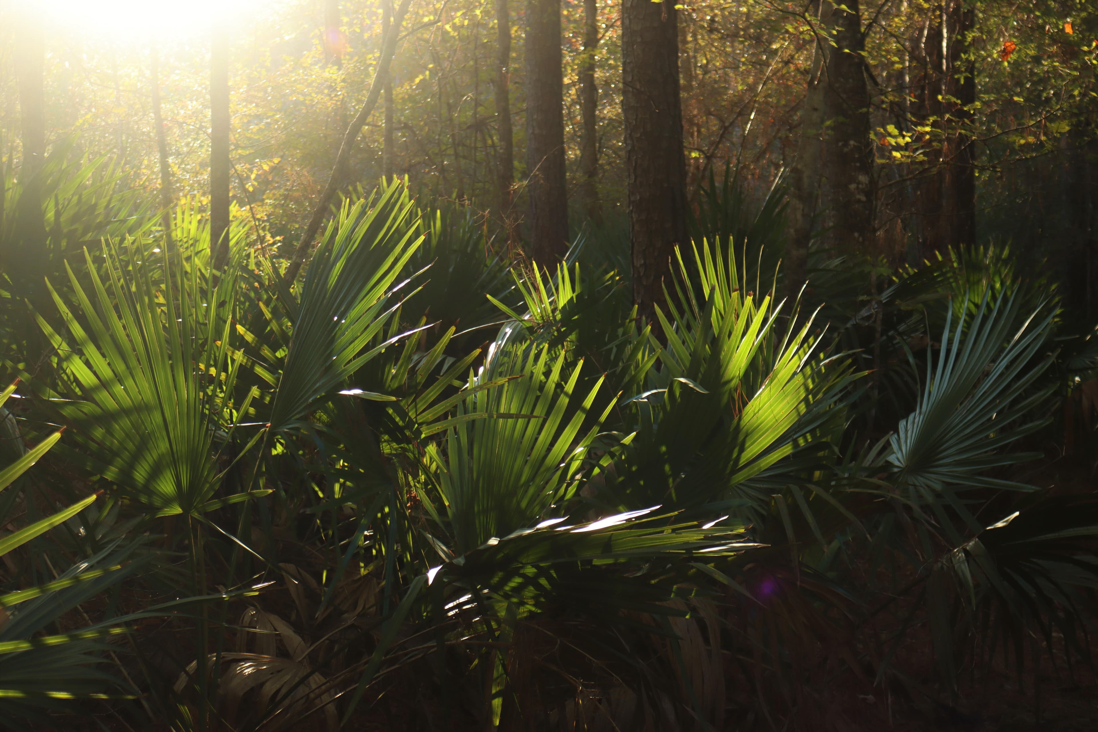 Dwarf palmettos add a jungle-like atmosphere to the Big Thicket.