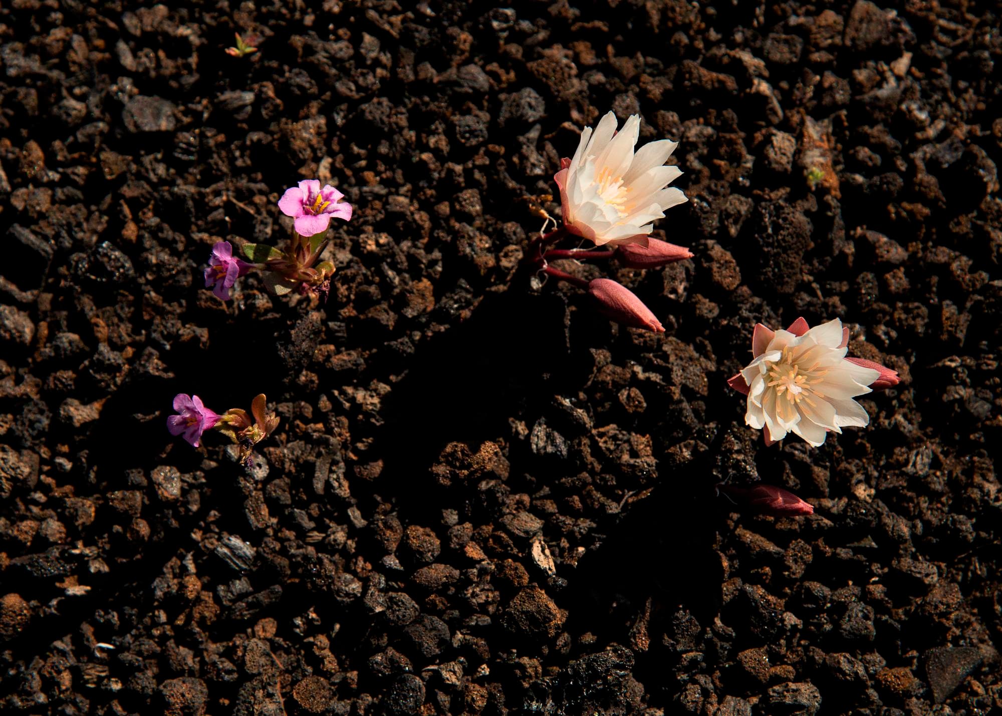 Spectacular floral displays occur at Craters each spring, including this dwarf monkeyflower and bitterroot.