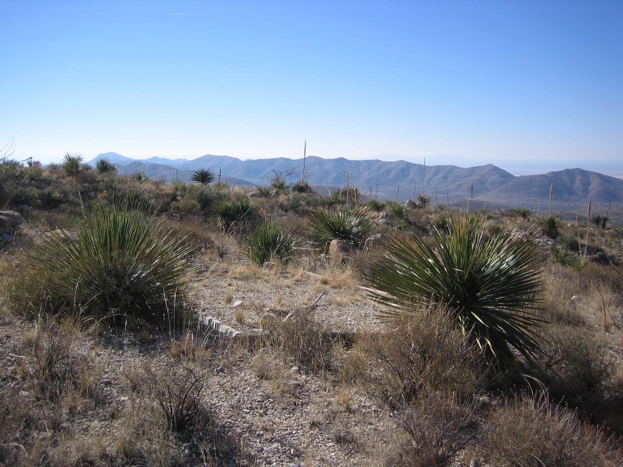 The Shumard tent sites are in desert vegetation.