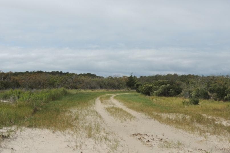 Pine Tree Access Road